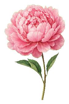 粉芍药 素材插图
